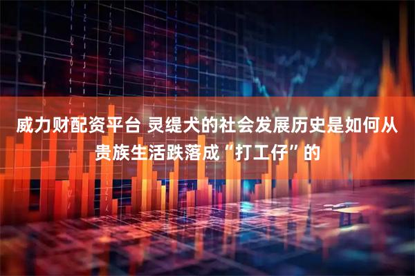 威力财配资平台 灵缇犬的社会发展历史是如何从贵族生活跌落成“打工仔”的