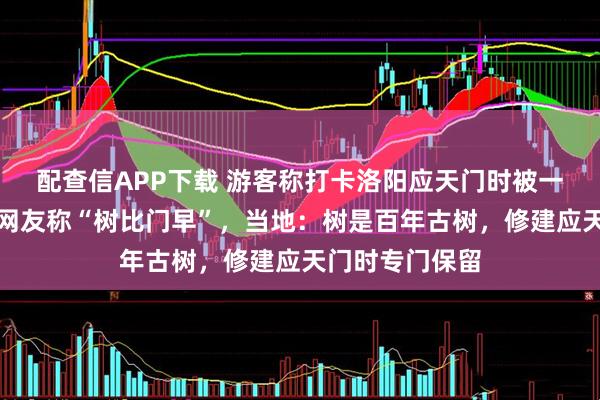 配查信APP下载 游客称打卡洛阳应天门时被一棵孤树遮挡，网友称“树比门早”，当地：树是百年古树，修建应天门时专门保留